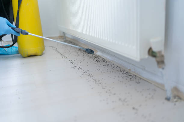 Best Wasp Removal Services  in Waterville, ME